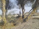 ملخ‌ها به مزارع وباغات سیستان و بلوچستان خسارتی وارد نکردند