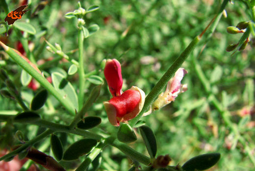 صادرات بذر خارشتر از خراسان جنوبی