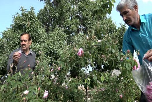 برداشت گل محمدی در بهاباد آغاز شد