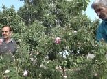 برداشت گل محمدی در بهاباد آغاز شد