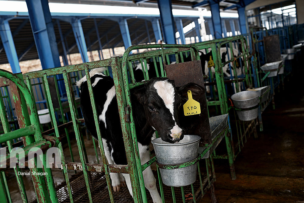 گاوداری هزار راسی ایلام