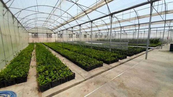 مصرف آب برای تولید هر نهال از ۵۰۰ لیتر به کمتر از نصف کاهش می‌یابد