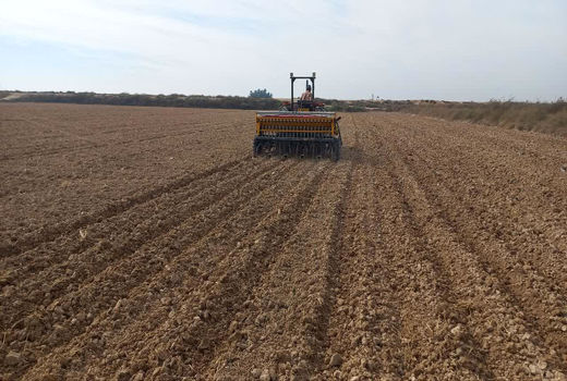 آغاز کشت کلزا در شوشتر 