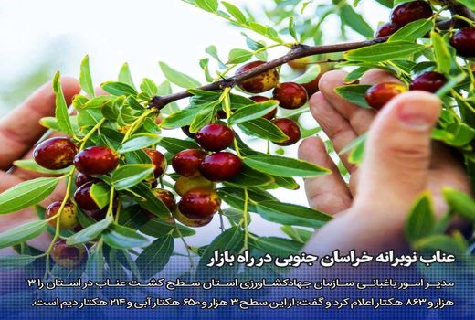 عناب نوبرانه خراسان جنوبی در راه بازار