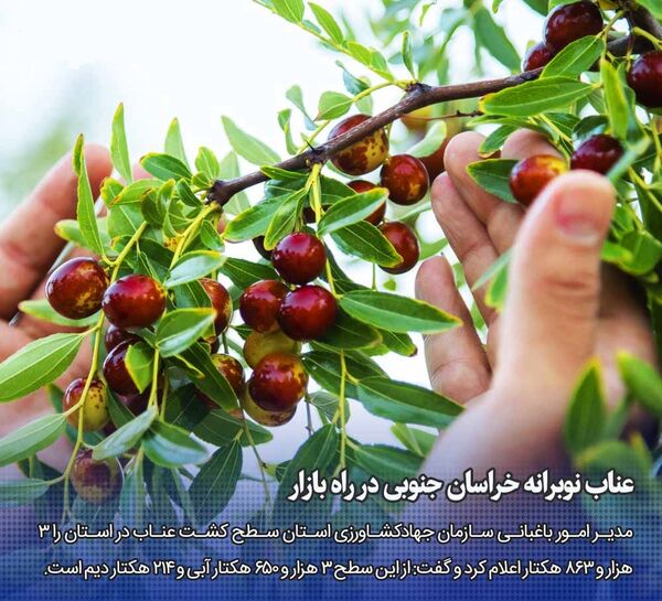عناب نوبرانه خراسان جنوبی در راه بازار