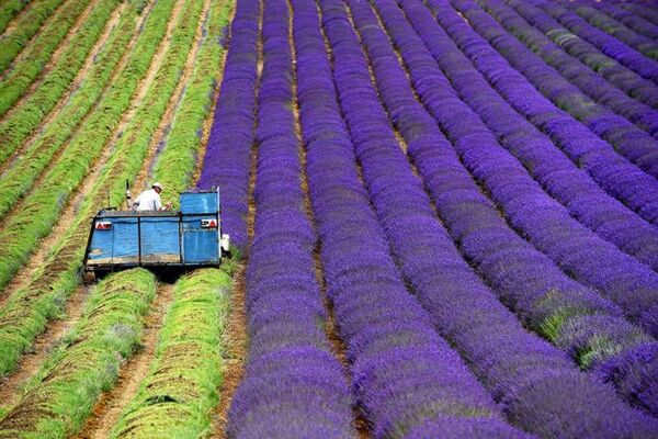 گسترش مزارع گیاهان دارویی برای افزایش نرخ رشد ناخالص ملی