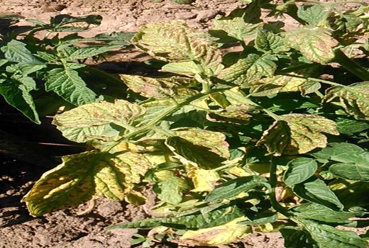  راهکارهای مقابله با کنه حنایی گوجه‌فرنگی