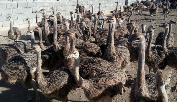 تولید سالانه هفت هزار قطعه جوجه شترمرغ در شهرستان البرز