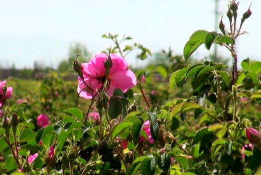 برداشت گل محمدی در کردستان