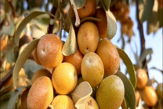 آغاز برداشت سنجد در خور و بیابانک