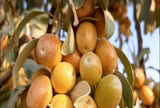 آغاز برداشت سنجد در خور و بیابانک