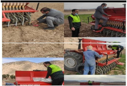 اجرای طرح انتخاب مشارکتی کشت ارقام(pvs) گندم آبی دربخش زرنه شهرستان ایوان.