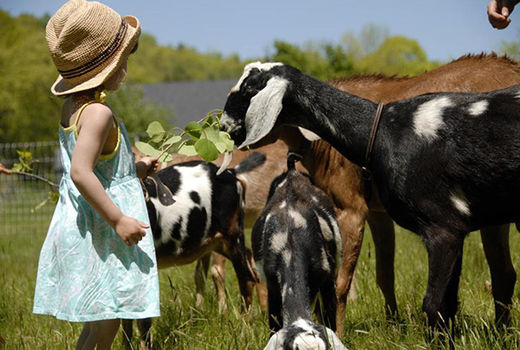 تاثیر گردشگری در اقتصاد کشاورزی