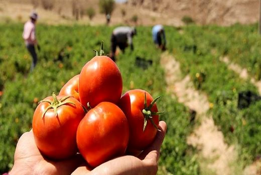 تولید ۸۵۰ تن گوجه فرنگی در گلخانه های کردستان