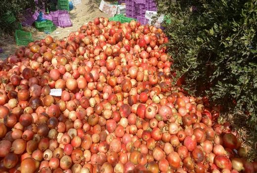 تولید 358 تن رب انار در استهبان