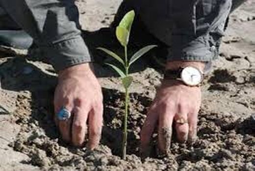 اجرای طرح پویش ایران سر سبز در شهرستان سیرجان