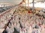 تولید بیش از 4هزار تن مرغ گوشتی در شهرستان فیروزکوه