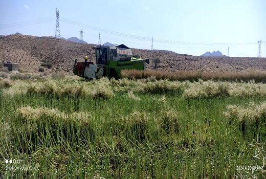 آغاز برداشت غلات از مزارع جویم