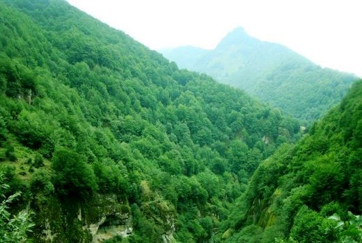 جنگل‌های هیرکانی ایران به عنوان میراث طبیعی جهانی 
