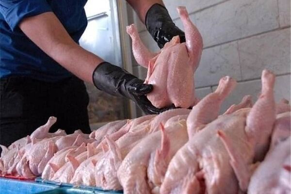 تداوم برقراری ثبات در بازار مرغ با جوجه ریزی بیش از 48 میلیون قطعه در آذربایجان غربی