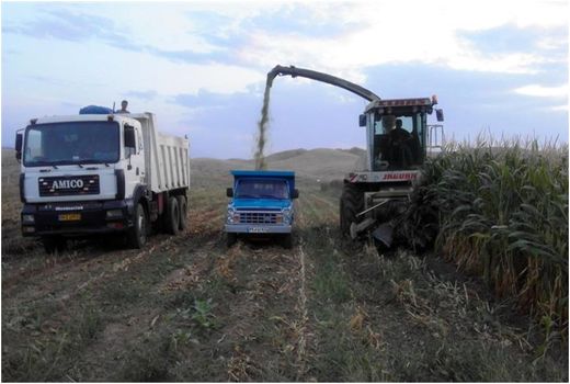 برداشت  بیش از 24 هزار تن ذرت علوفه ای  از اراضی زراعی شهرستان خداآفرین