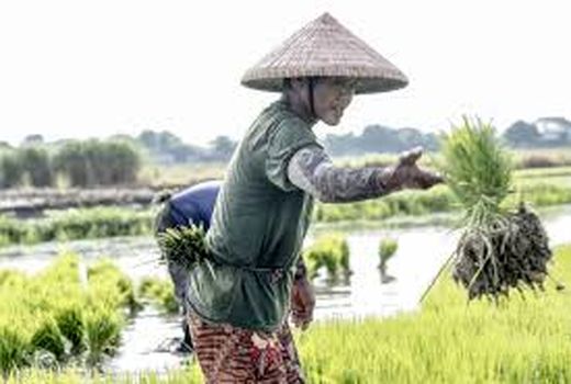 قیمت جهانی مواد غذایی ارزان‌تر شد