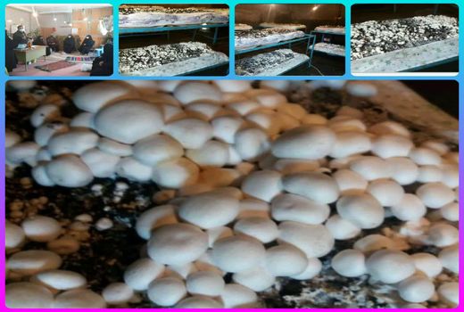 افزایش کارگاه‌های تولیدی قارچ در قالب مشاغل خانگی در جاجرم