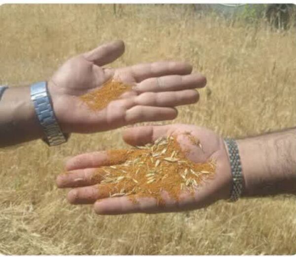 پیش‌بینی تولید ۱۰۰۰ تن خاکشیر دیم در بیضا