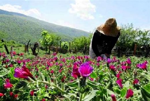 سالانه 45 تن انواع گیاهان دارویی در قزوین تولید می شود