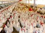 خرید 390 تن مرغ زنده در همدان 