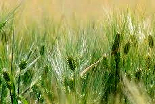کشت پاییزه جو در خرمشهر