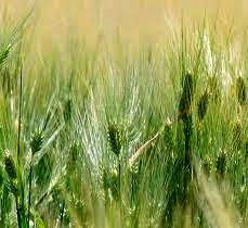 کشت پاییزه جو در خرمشهر