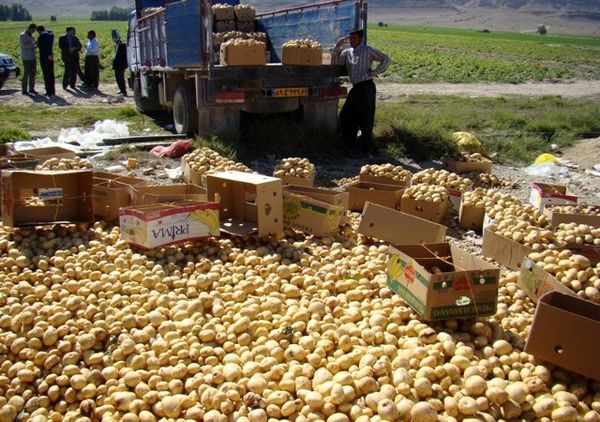 سیب‌زمینی‌کاران همدانی باغبان شدند/ تولید 950 هزار تن سیب‌زمینی در همدان با وجود کاهش 5000 هکتاری سطح کشت