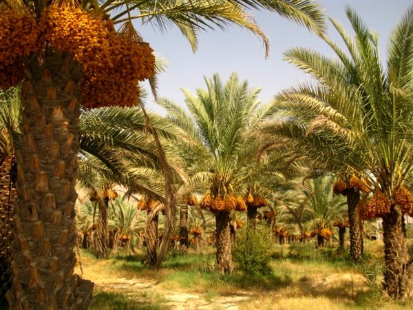 شرایط دریافت یارانه خرید نهال برای نخلستان‌داران اعلام شد/ آغاز فاز نخست اصلاح، نوسازی و توسعه نخیلات کشور در آبادان و خرمشهر