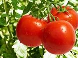 گلخانه داران, مراقب بیماری ویروسی چروکیدگی قهوه ای گوجه فرنگی باشند.