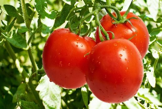آمادگی عرضه تک محصولی گوجه فرنگی در میادین