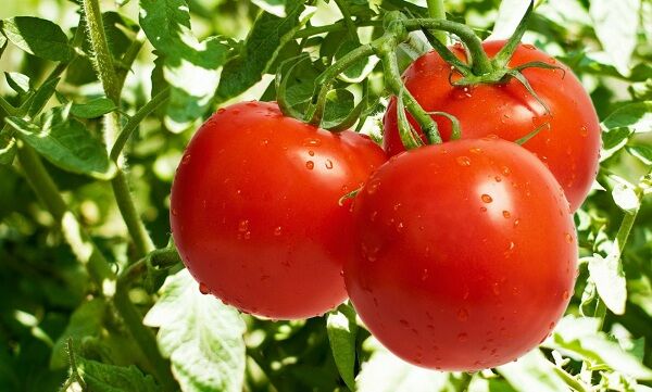 آمادگی عرضه تک محصولی گوجه فرنگی در میادین