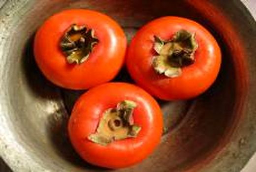 آغاز برداشت خرمالو در گیلان 