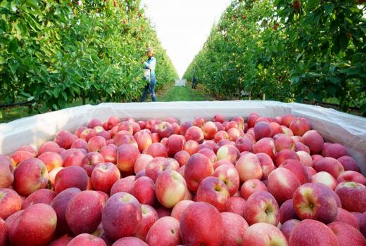 ارزآوری 764 میلیون دلاری صادرات سیب درختی در 9 ماهه سال جاری