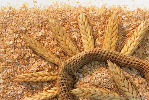 توزیع 150 تنی سبوس یارانه‌ای بین دامداران آمل