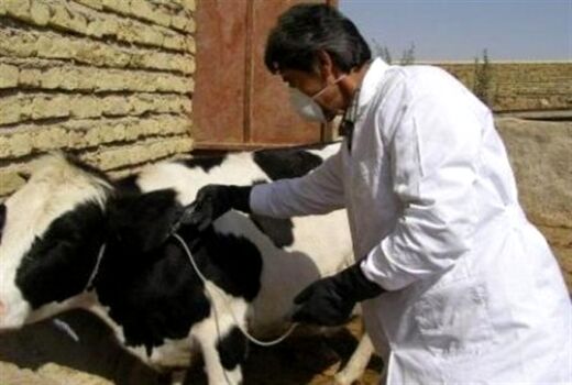 ابتلا ۱۱۰۰ رأس دام استان زنجان به تب برفکی 