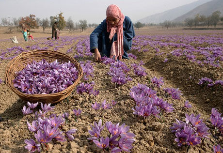 برداشت سالانه 20 تا 25 کیلوگرم زعفران از اراضی تحت کشت ورامین