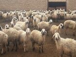 افزایش640 درصدی فضای ذخیره سازی نهاده ها و فرآورده های دامی در استان کرمان