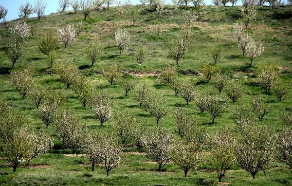 کسب رتبه برتر کردستان در احداث باغات دیم