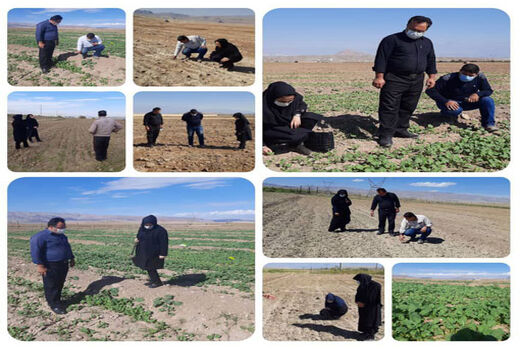 کارشناسان مدیریت جهاد کشاورزی جلفا بر روی همه مراحل کشت کلزا نظارت دارند