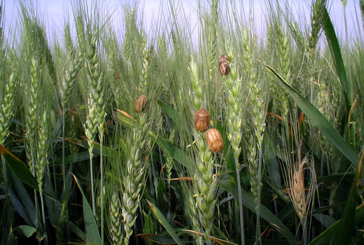 مبارزه با سن غلات در سطح ۲۵۰۰ هکتار از اراضی قزوین