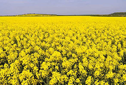 خرید تضمینی بیش از ۳۷۰۰ تن دانه روغنی کلزا از زارعین آذربایجان غربی 