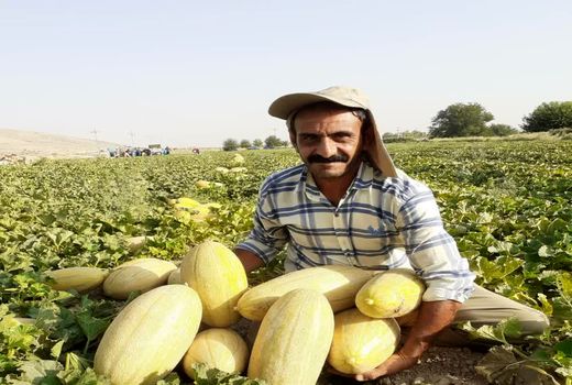 تولید بیش از 27 هزار تن محصولات جالیزی در فسا