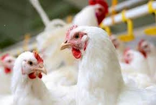 تنها مرغ فروشی‌های دارای رهتاب حق فروش دارند