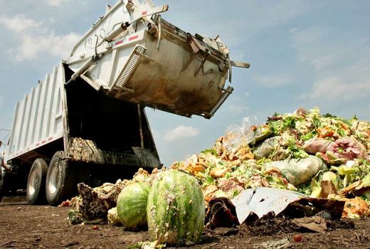 برنامه‌ریزی برای تولید خوراک دام از ضایعات میادین شهرداری